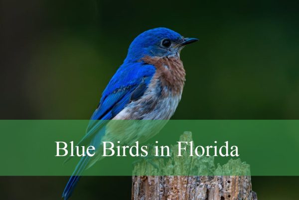 Blue Birds in Florida