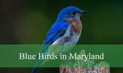 12 Blue Birds in Maryland (With Pictures and Identification)
