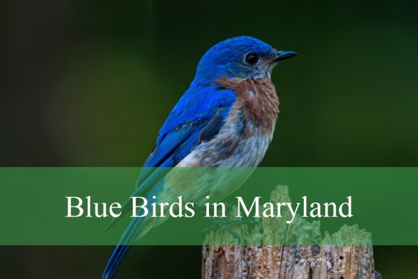 Blue Birds in Maryland