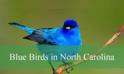 13 Blue Birds in North Carolina (With Pictures and Identification)