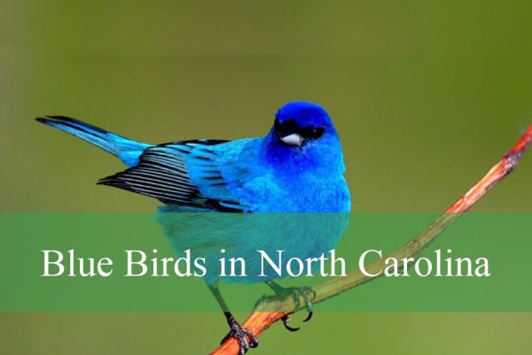 Blue Birds in North Carolina