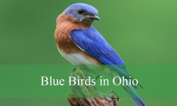 11 Blue Birds in Ohio (With Pictures and Identification)