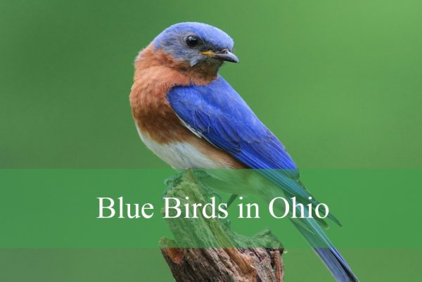 Blue Birds in Ohio