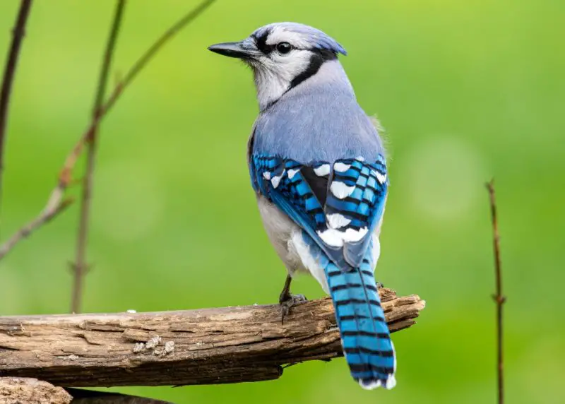 Crows and Jays in New Jersey