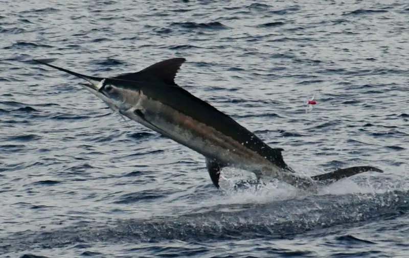 Types of Fish in Florida