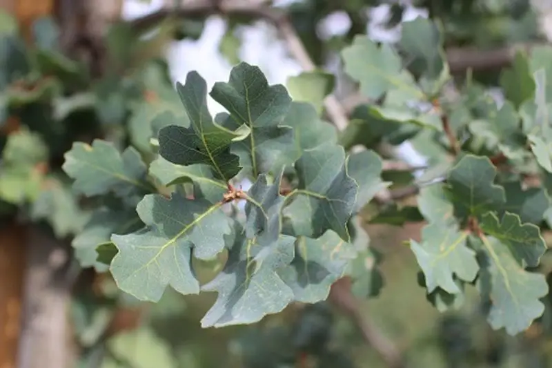 Types of Oak Trees in California