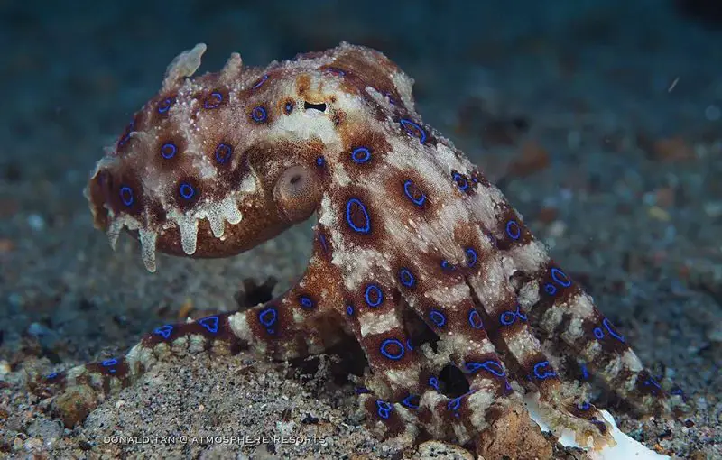Most Dangerous Animals in Florida