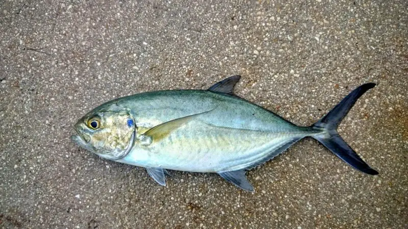 Types of Fish in Florida