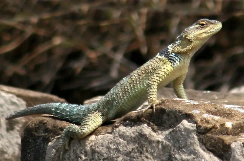 Lizards in Texas