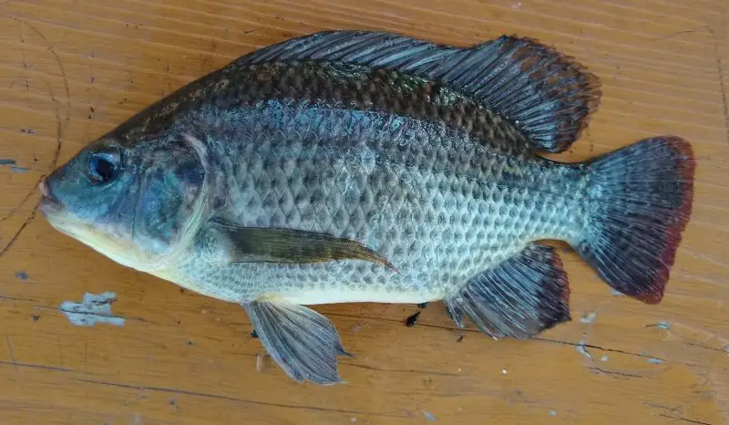 types of fish in florida