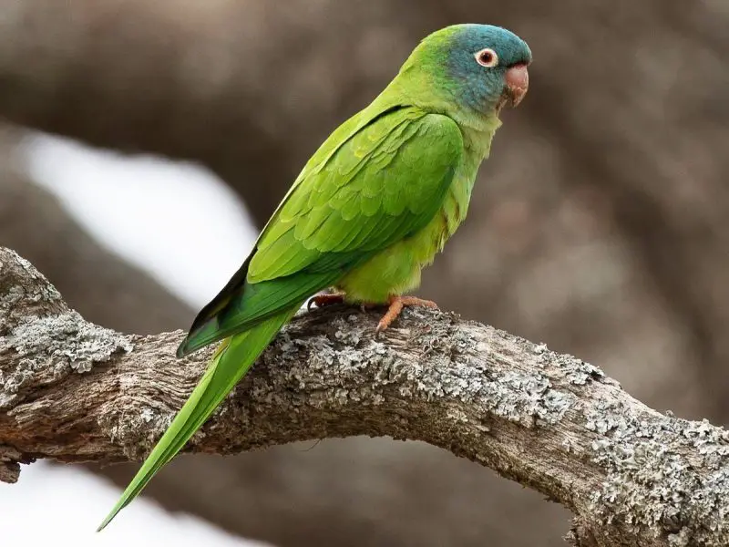 Parrots in California
