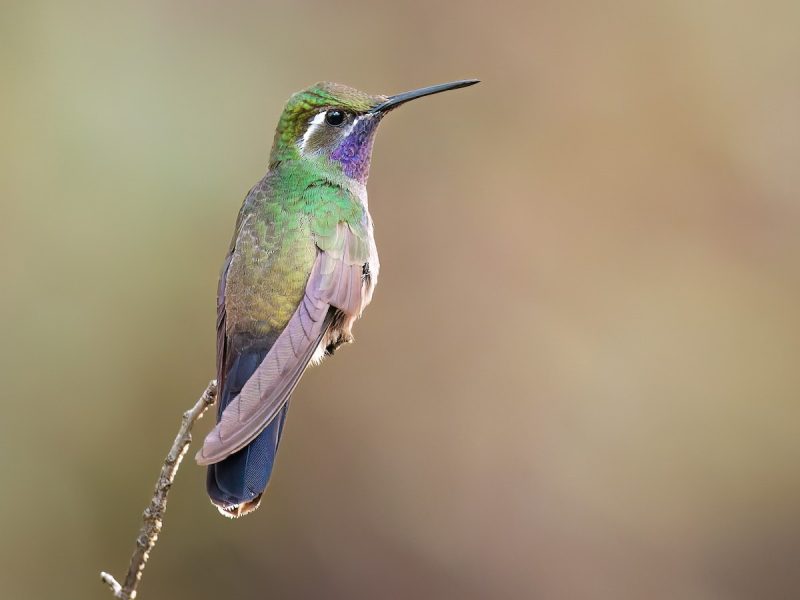 Hummingbirds in Arizona