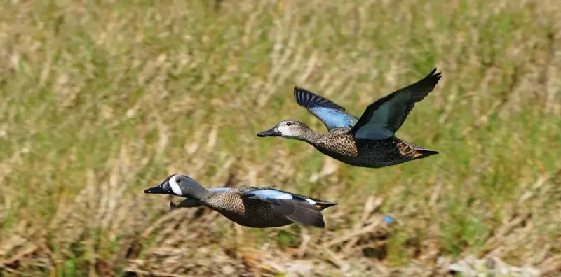 Blue Birds in Florida