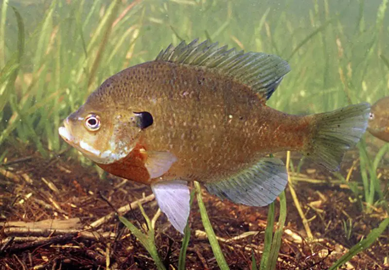 types of fish in florida