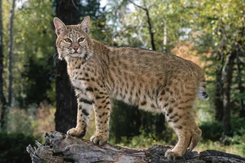 Bobcats in Texas