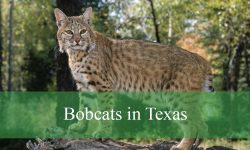 4 Best Places to See and Hunt Bobcats in Texas (With Tips)