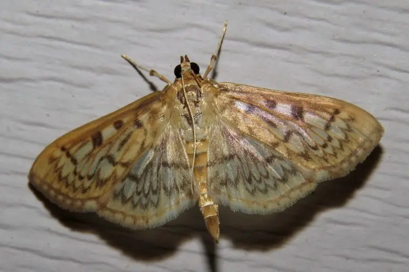Moths in North Carolina