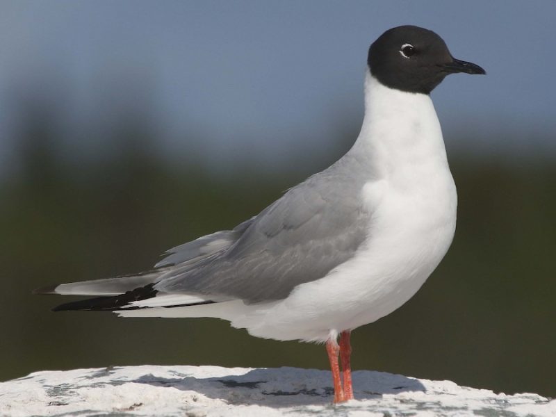 Gulls in California