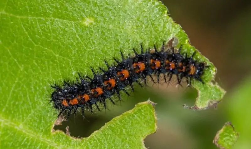 Types of Caterpillars in Texas