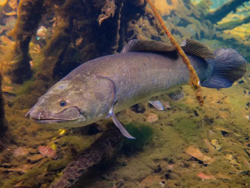 types of fish in florida