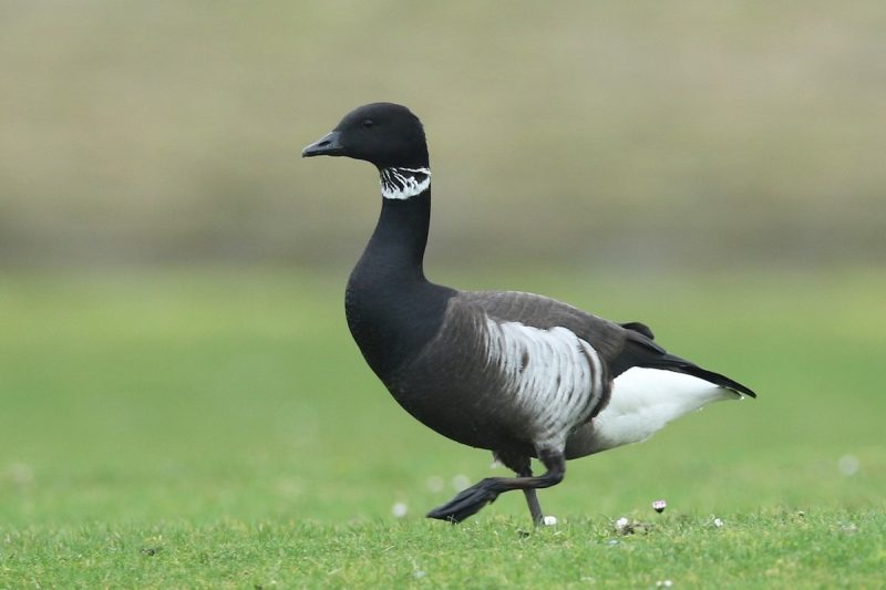 Geese in Oregon