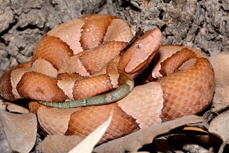 Types of Snakes in Texas