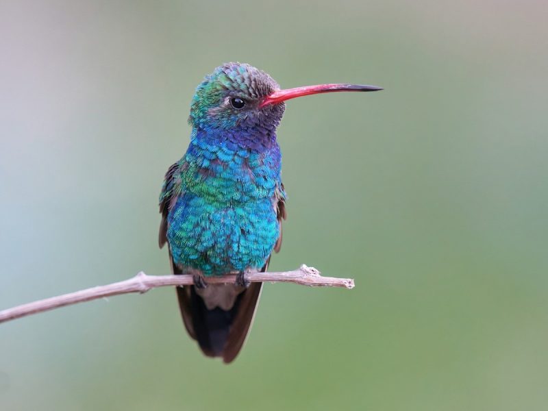 Types of Hummingbirds in Ohio