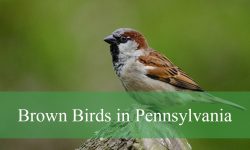 30 Brown Birds in Pennsylvania (With Pictures and Identification)