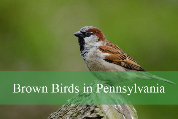 Brown Birds in Pennsylvania