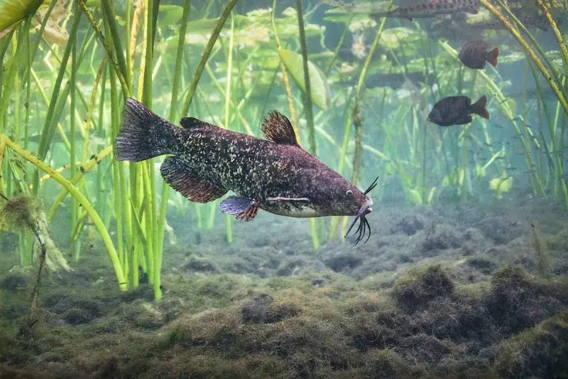 types of fish in florida