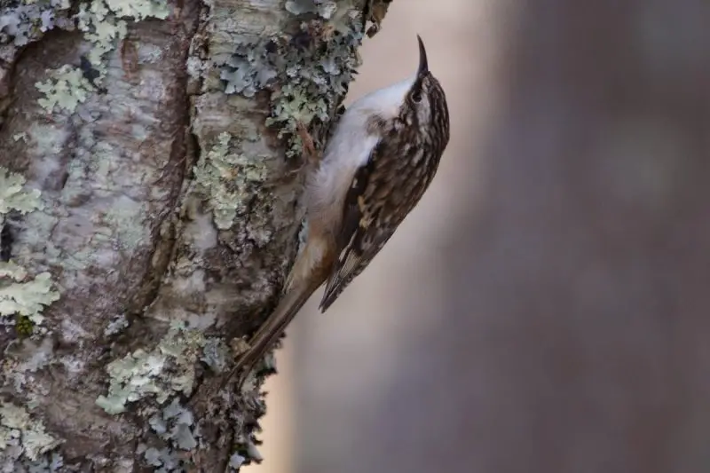 Brown Birds in Pennsylvania