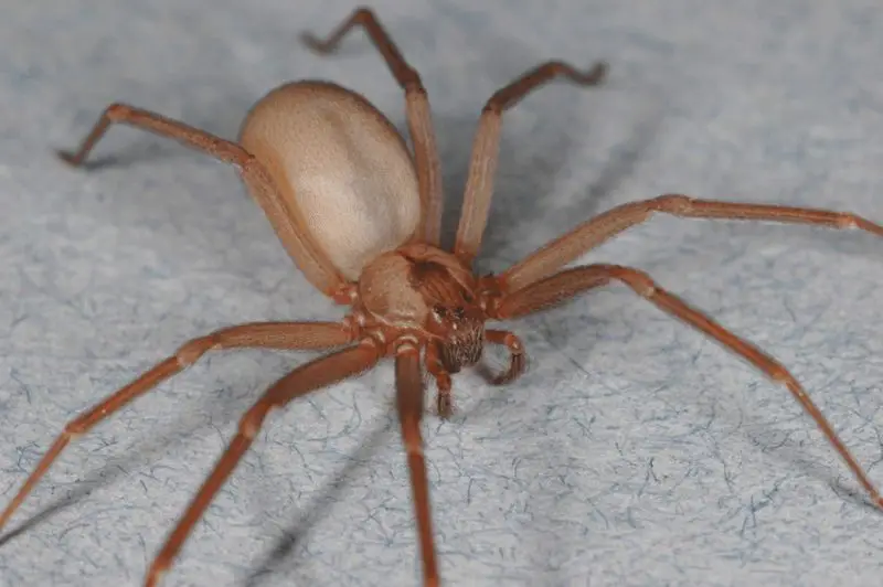 Venomous Spiders in New Mexico