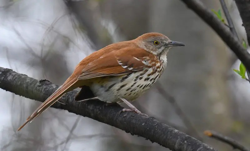Common Birds in Georgia