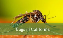 30 Common Bugs in California (With Pictures and Identification)