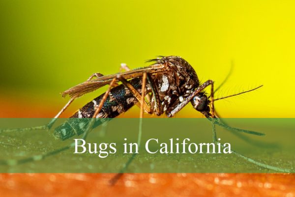Bugs in California