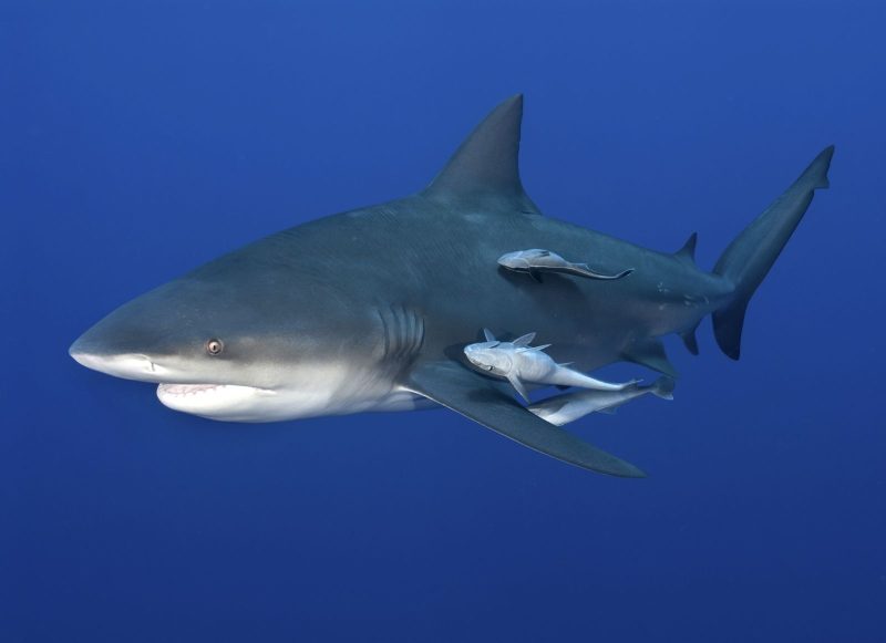 Most Dangerous Animals in Florida