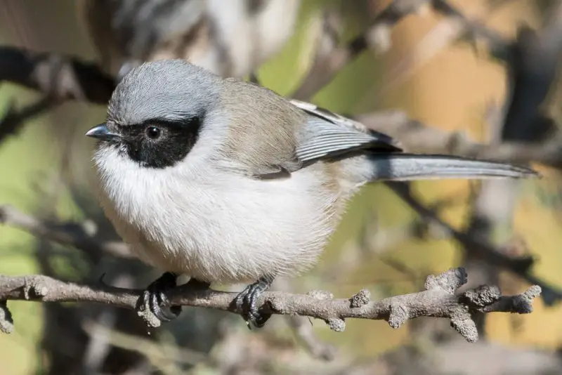 Types of Birds in California
