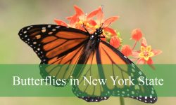27 Butterflies in New York State (With Pictures and Identification)