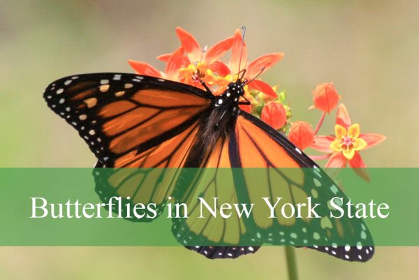 Butterflies in New York State