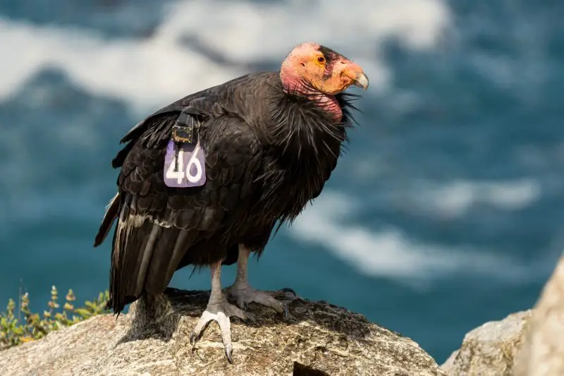 Types of Vultures in Texas