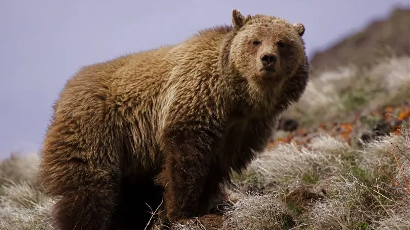 Types of Bears in California