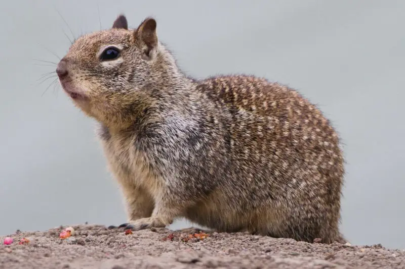 Squirrels in California