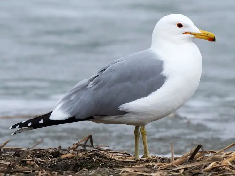Gulls in California