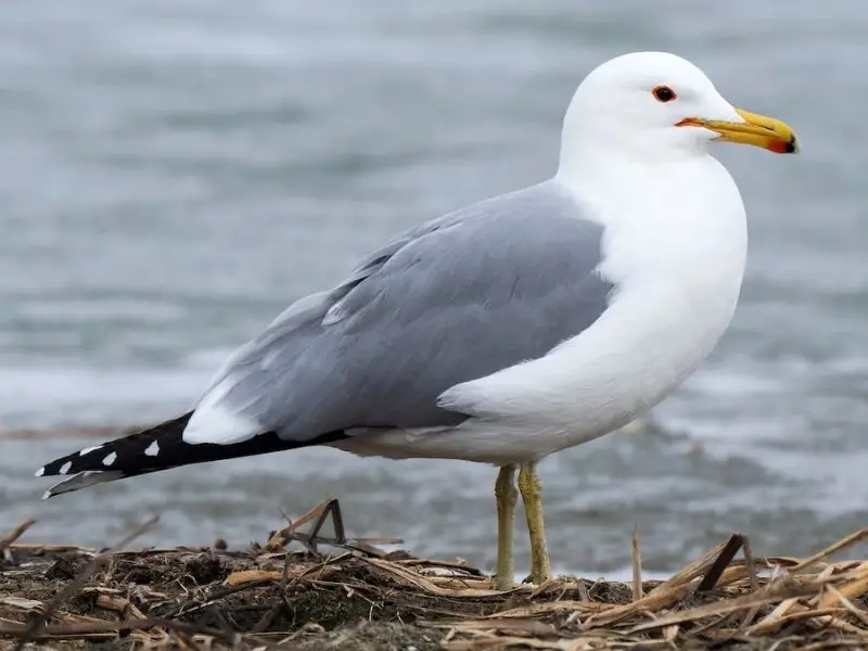 Types of Birds in California