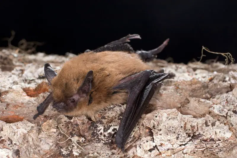 Types of Bats in Idaho