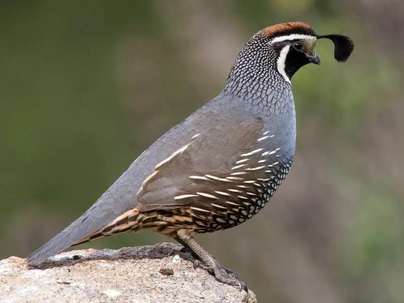 Types of Birds in California