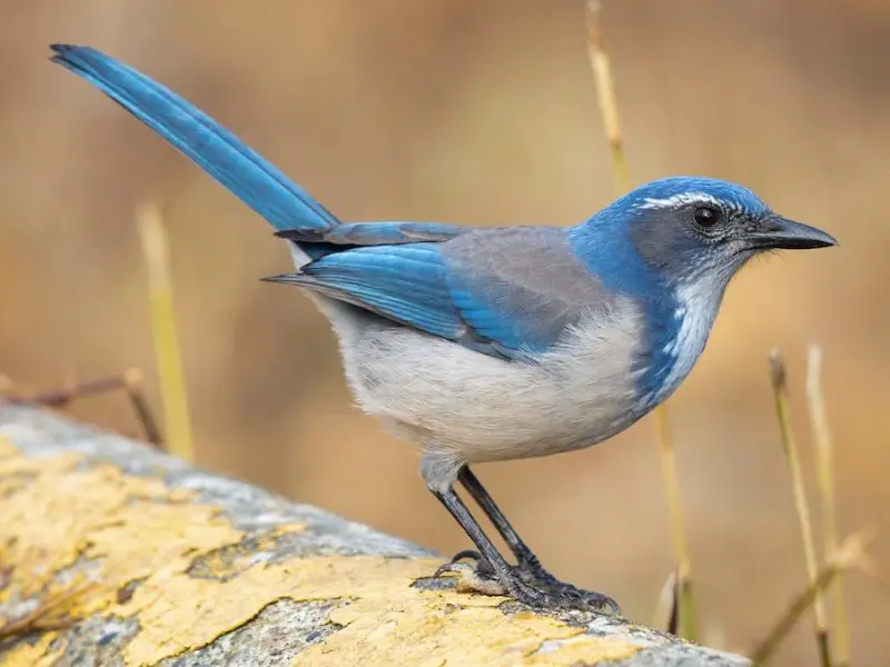 Types of Birds in California