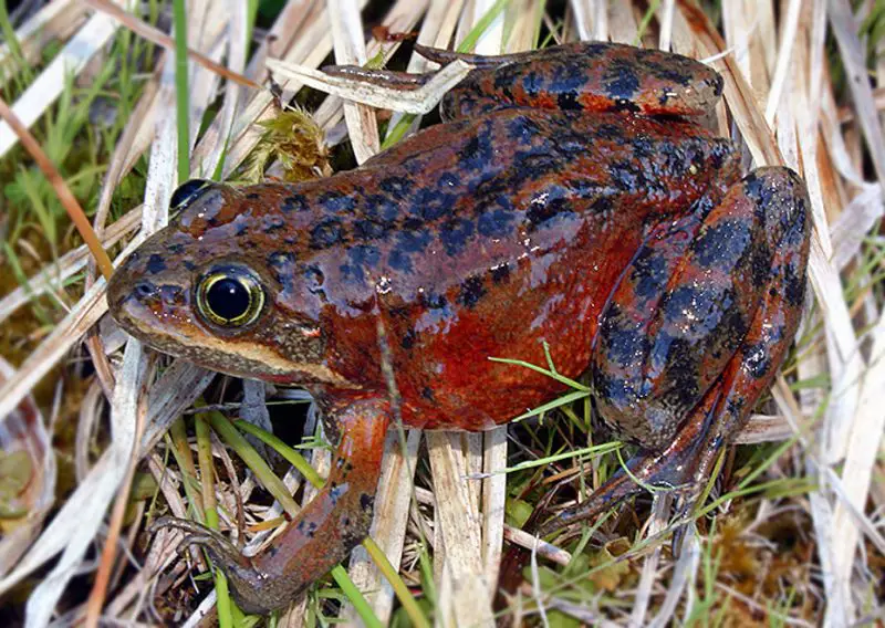 Frogs in California