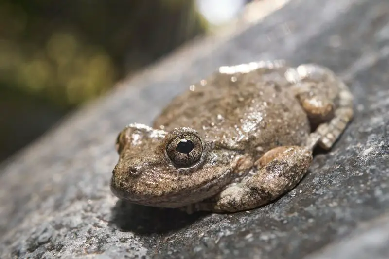 Frogs in California