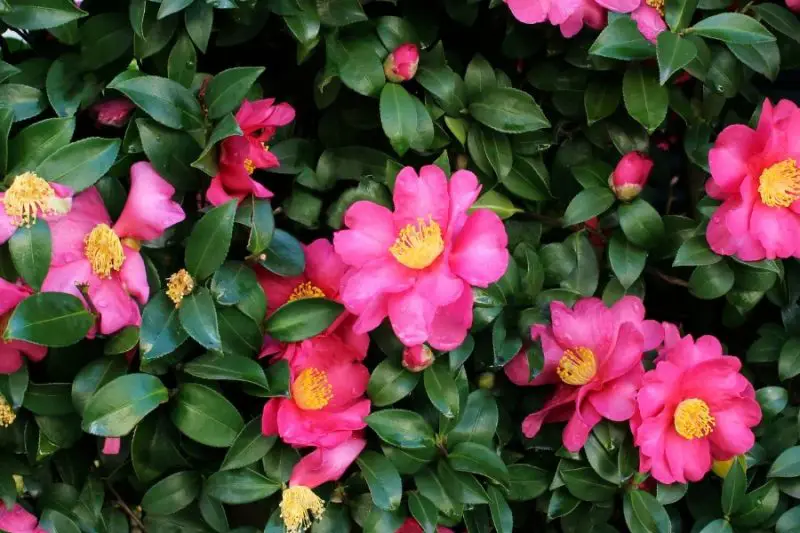 Best Flowers to Grow in Georgia